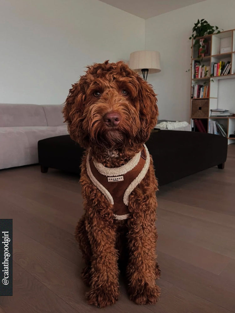 Aviator Harness – Brown