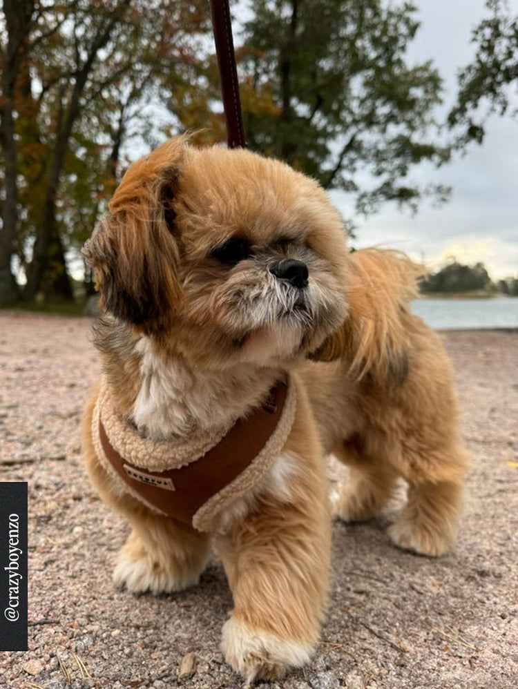 Aviator Harness – Brown