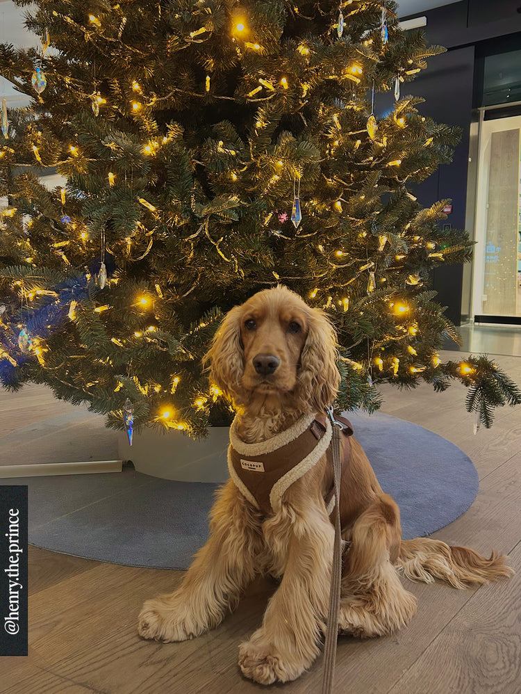 Aviator Harness – Brown