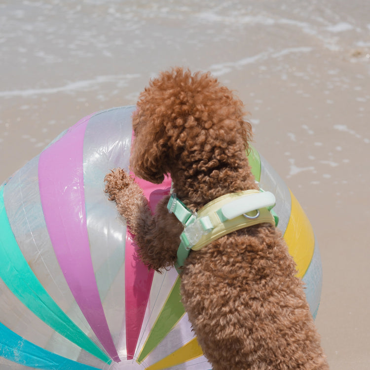 Jelly Harness – Cream Soda