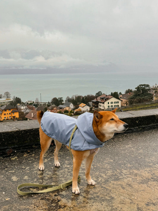 Dog with a blue coat and a green leash under the rain with a village background