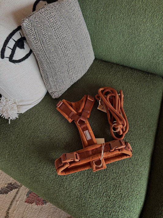 Brown dog harness and leash on a green sofa with two pillows.