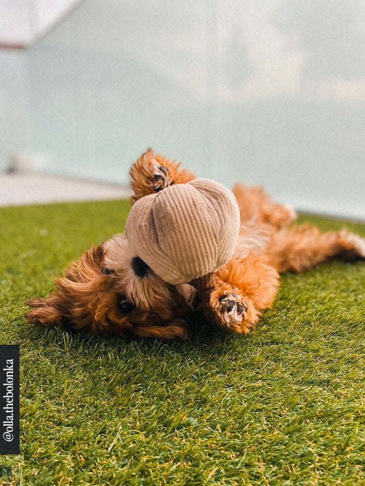 Butternut toy – BOO