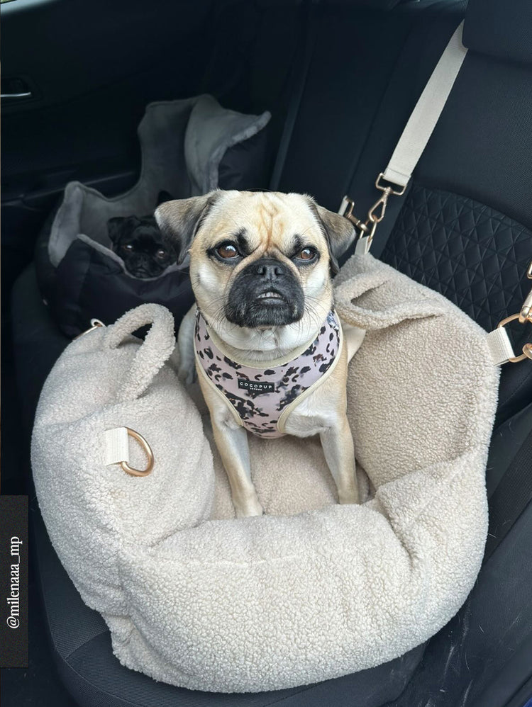 Dog in a pet carrier wearing a bandana inside a vehicle
