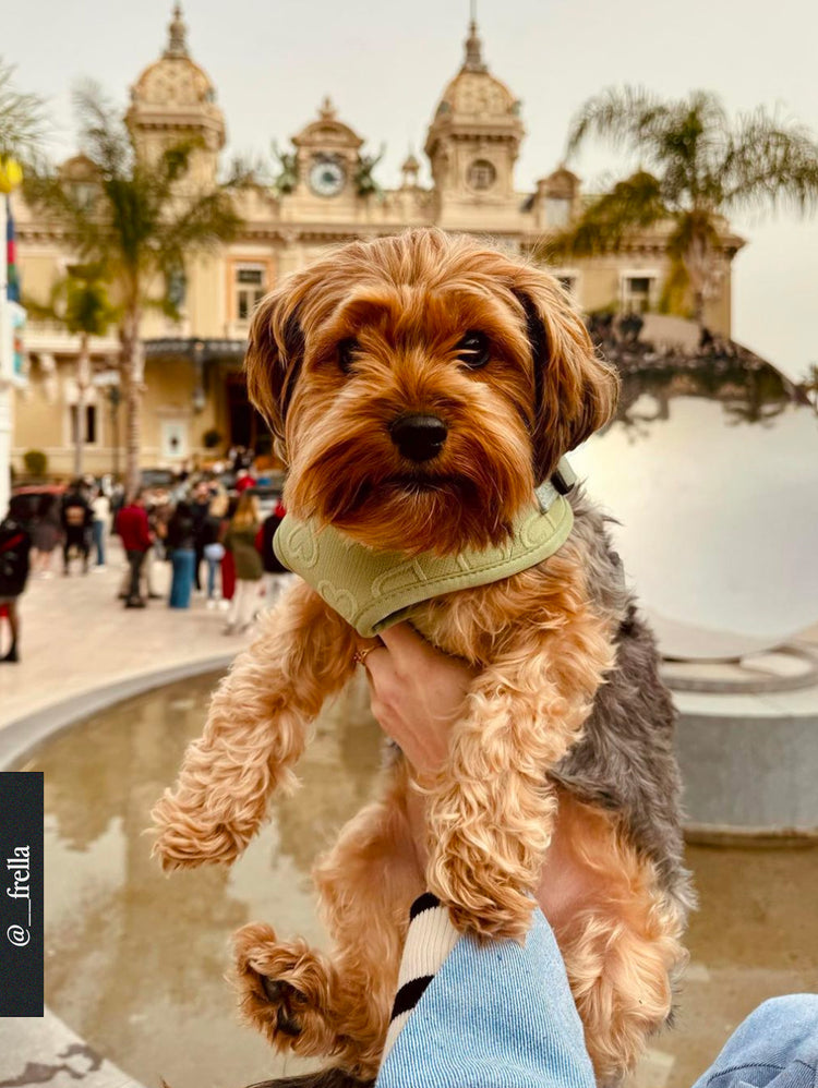 Salbeiherz verstellbares Halsgeschirr