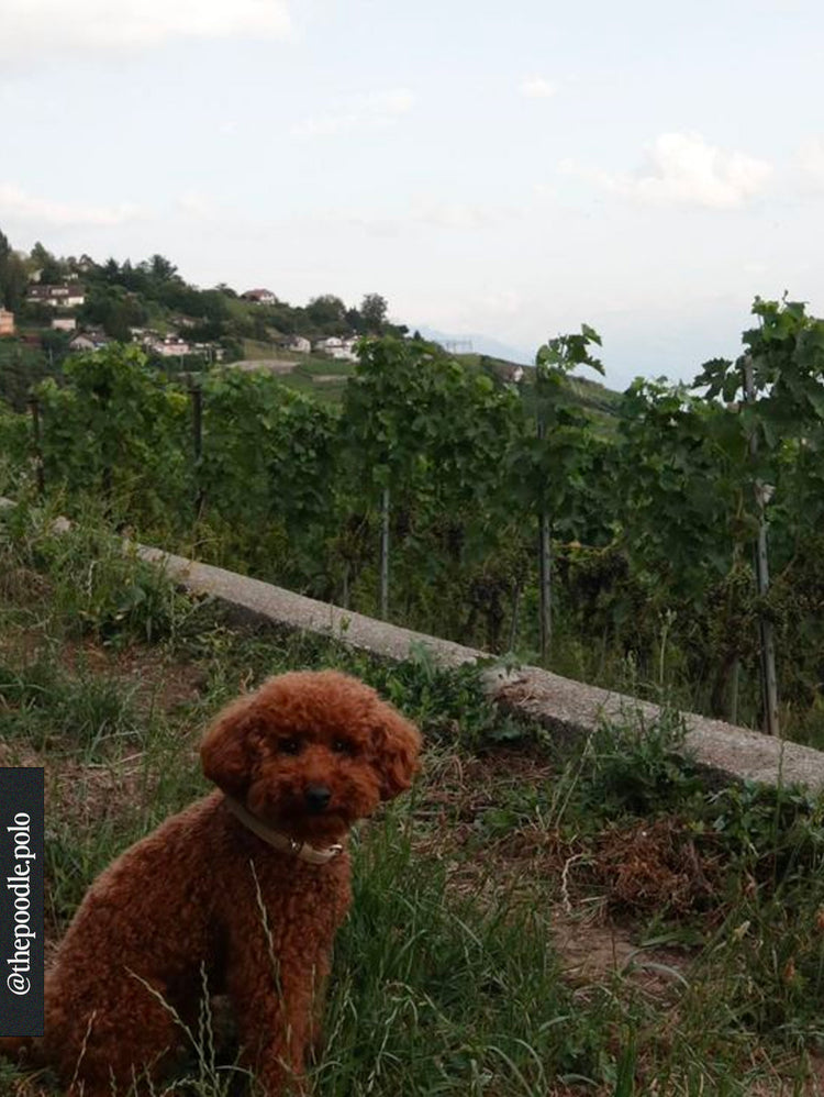 Collier en cuir végétal – Taupe