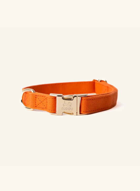 Orange dog collar Furlou with a gold buckle on a white background
