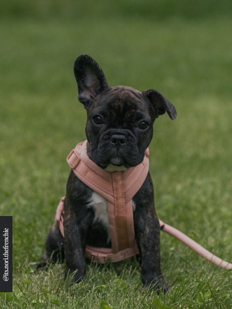 Comfort Harness – Rose