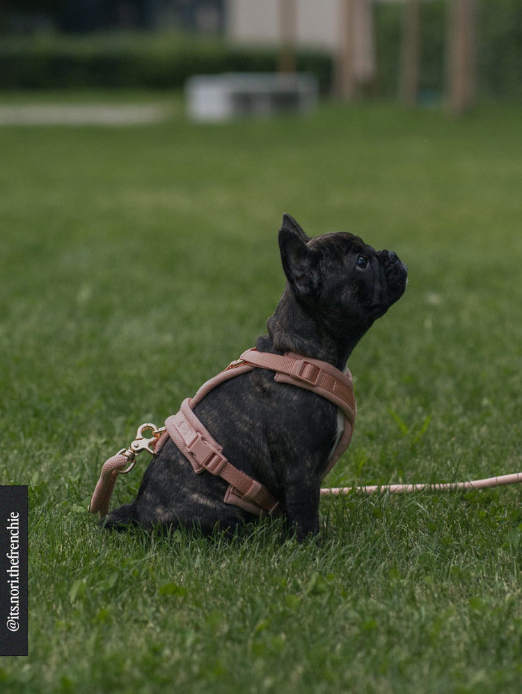 Comfort Harness – Rose