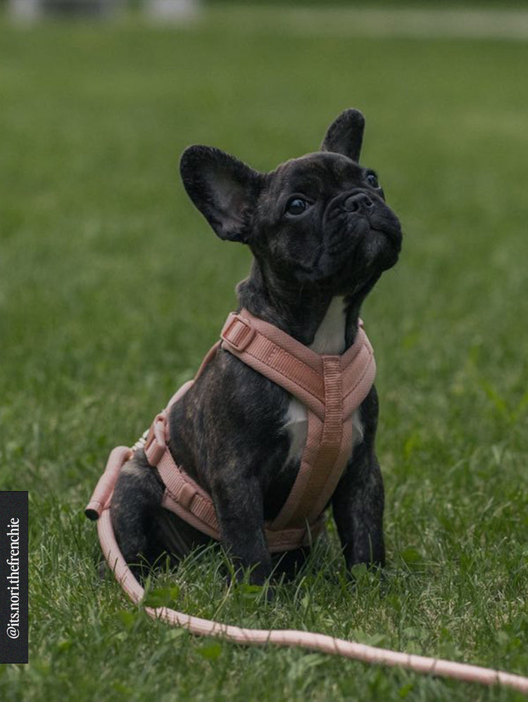 Braided Rope Leash – Rose