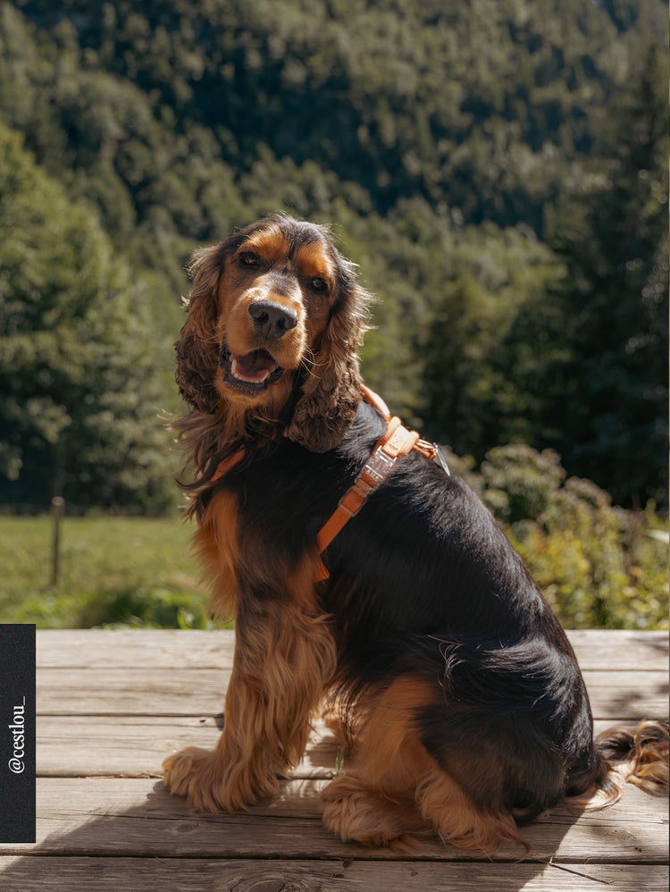 Comfort Harness – Terracotta