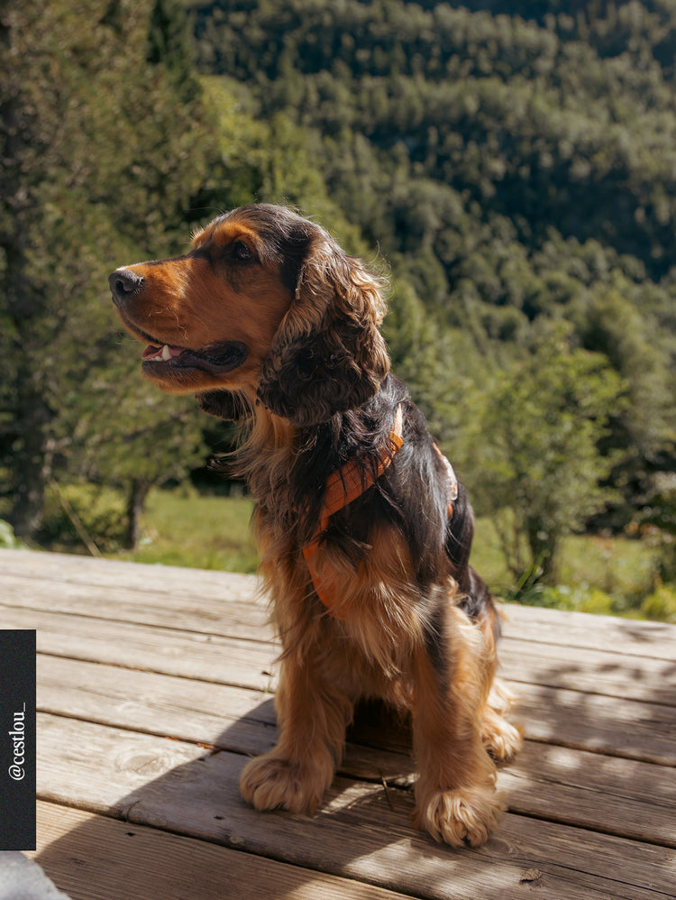 Comfort Harness – Terracotta