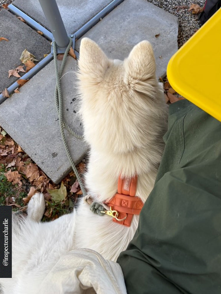 Comfort Harness – Terracotta