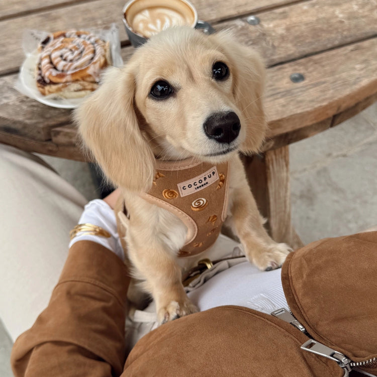 Pettorina Regolabile per Collo Pawtisserie