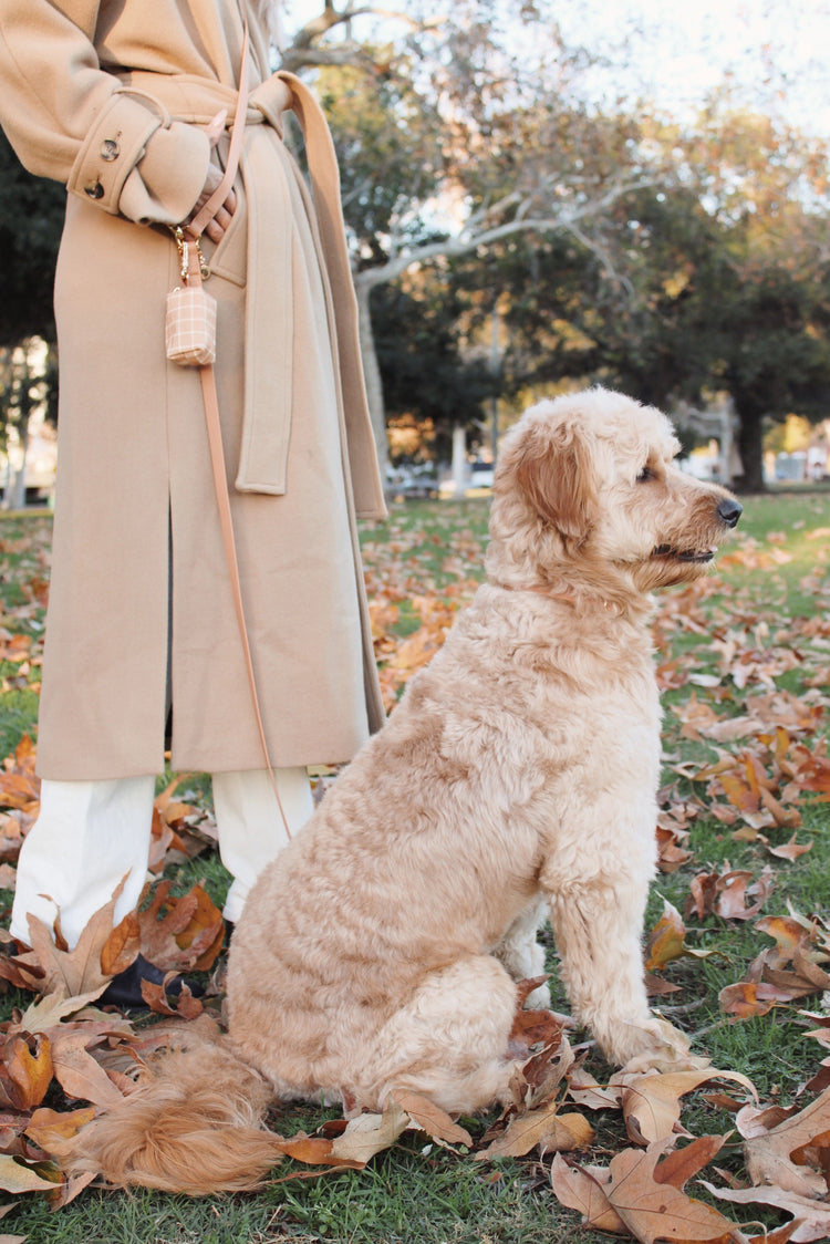 Guinzaglio per cani convertibile 4 in 1 a mani libere - Chai