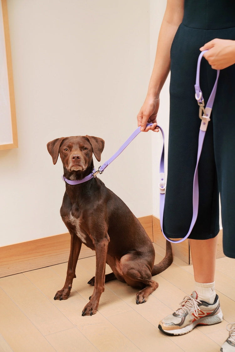 The Fritz Collar – Lilac - Kitsune & Jo