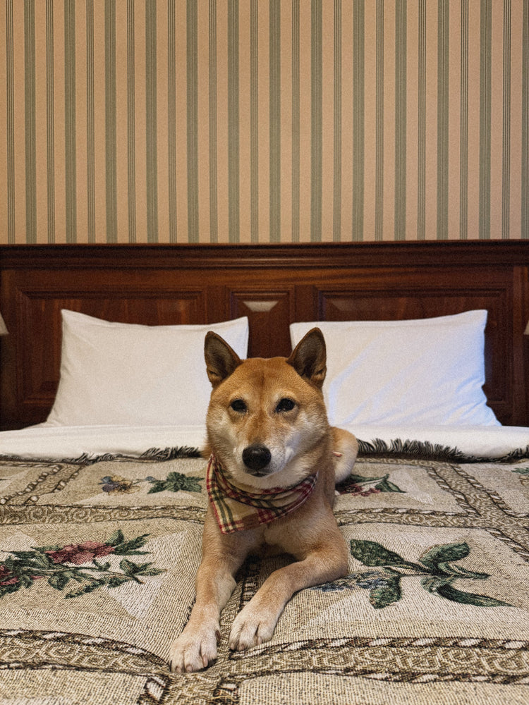 Dog lying on a bed with a bandana