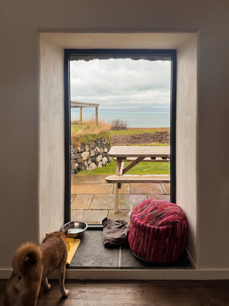 Dog eating in a foldable bowl front of a windows with a red pillow on the right