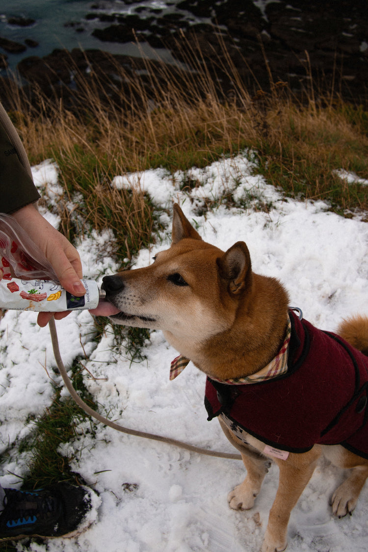 Dog wearing a red coat and a bandana. The dog is sitting on the snow and licking bacon paté from Loonawell.