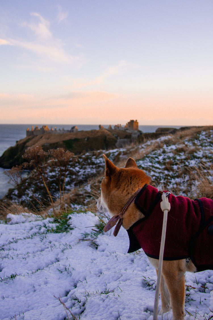 Dog with a red coat and a bandana looking in background an old destroyed castle in scottland.