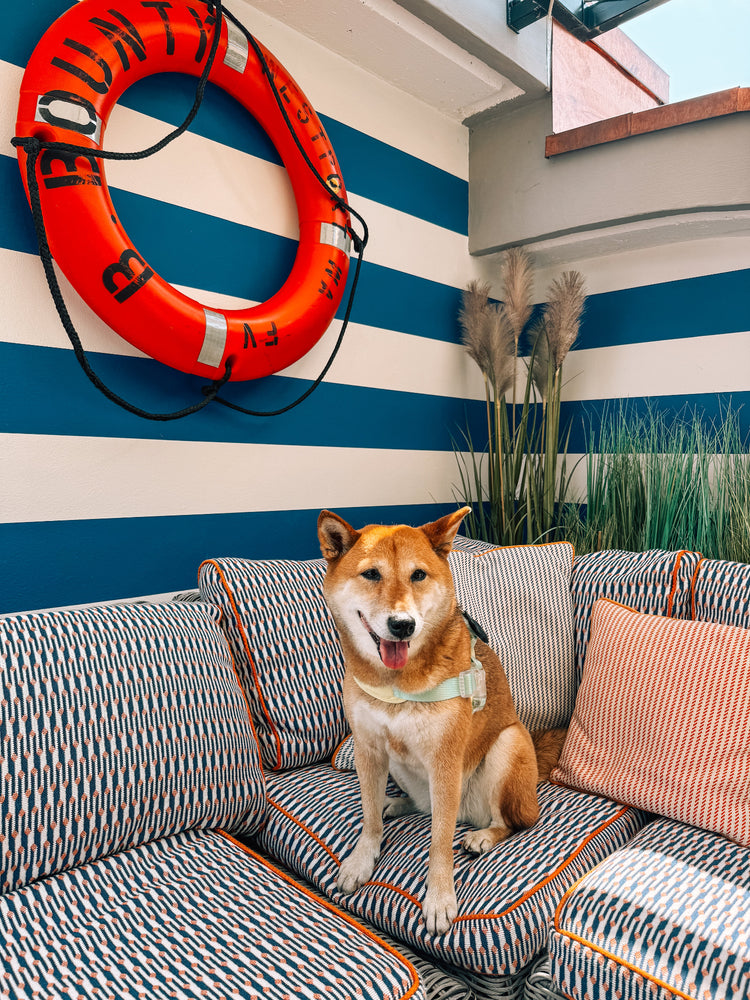 Dog on a coach with a pups and bubs harness and flower AirTag holder. There a lifebuoy behind.