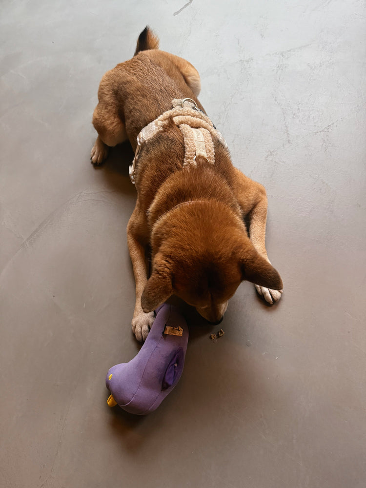 Dog wearing a Sherpa Harness from Furlou who is playing on the ground with a purple bird toy.