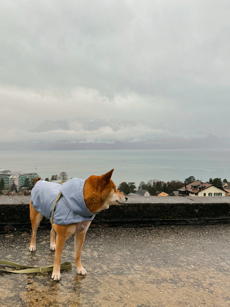 Dog under the rain with a blue coat