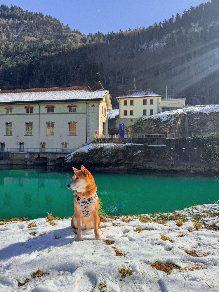 Dog sitting close to a snowing lake at the mountain with a cocopup harness