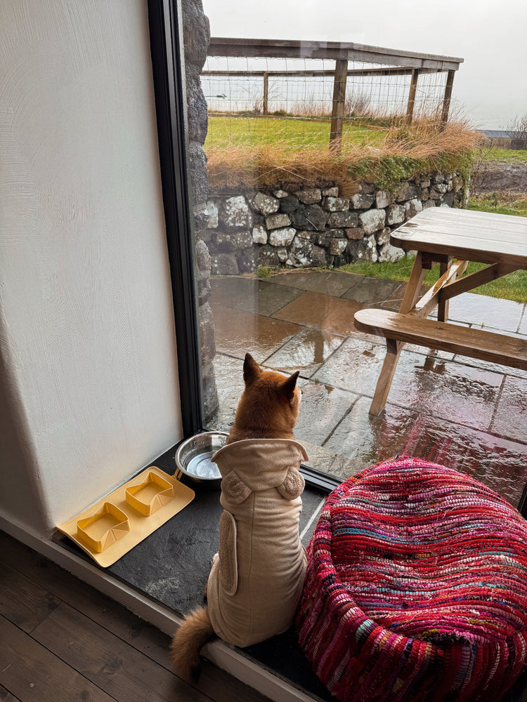 Dog with a teddy drying robe sitting next to a windows looking the scotish landscape.