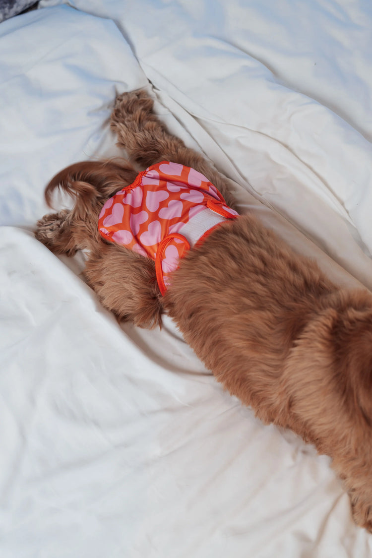 Dog Period Panties Hearts