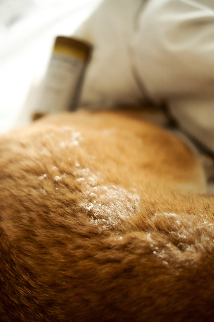 Certified Organic Dry Shampoo - Kitsune & Jo