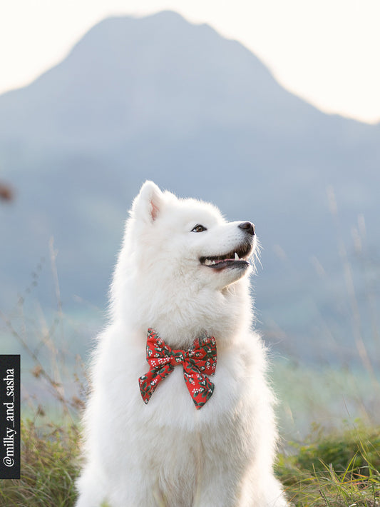 Mistletoe Lady Dog Bow