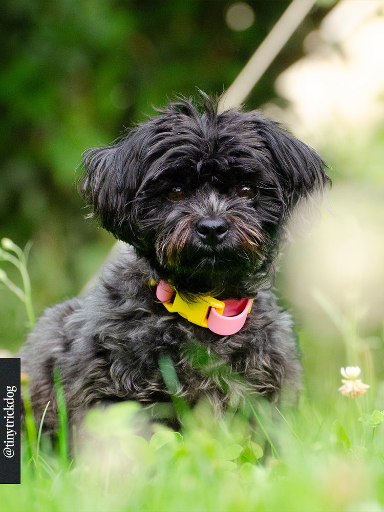 The Fritz Collar – Pink Lemonade