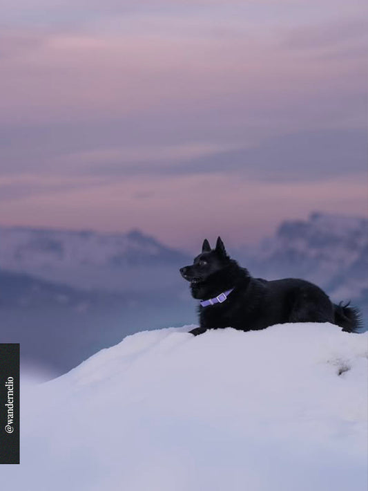 The Fritz Collar – Lilac