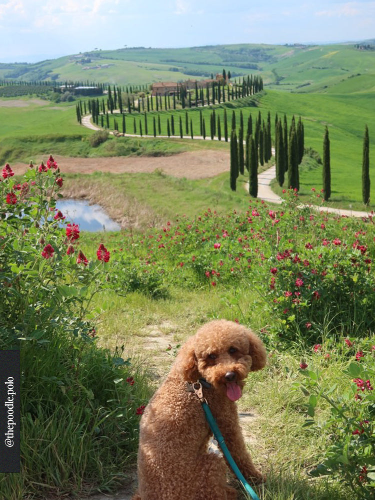 Guinzaglio in corda intrecciata – Turchese