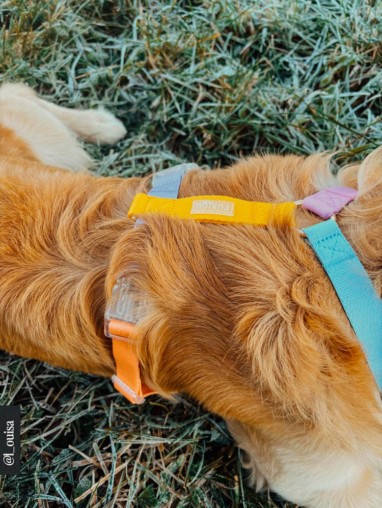 Imbracatura arcobaleno