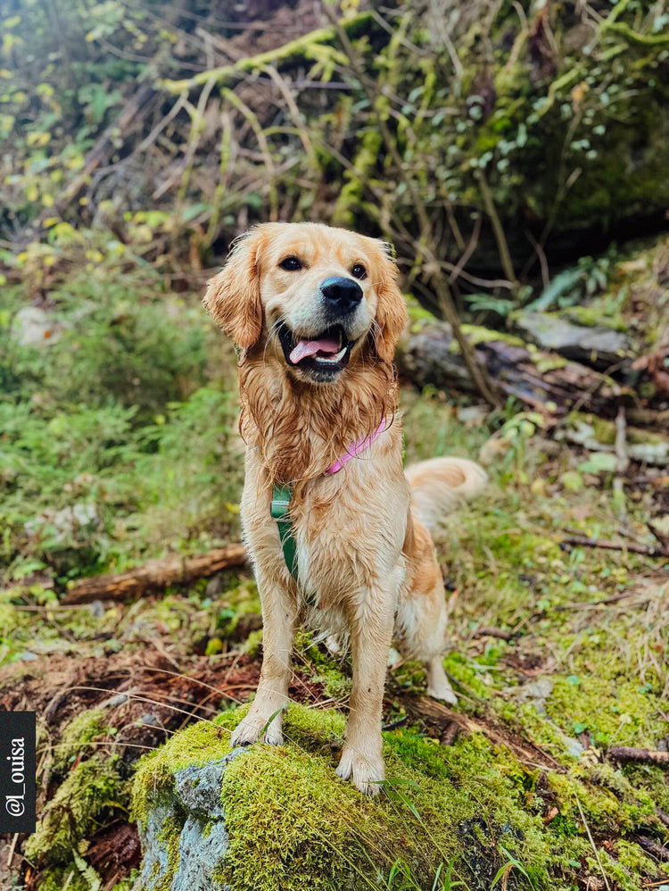 Imbracatura arcobaleno