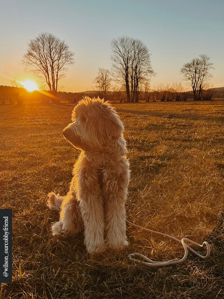 Laisse en corde tressée – Tan