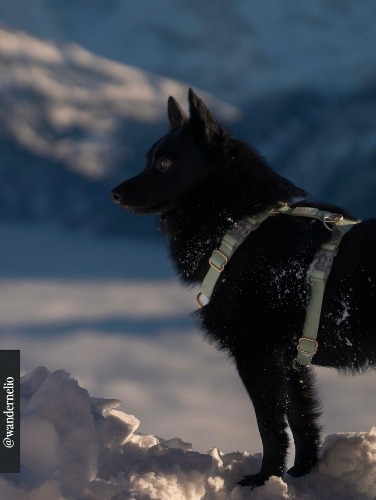 Cloud Lite Dog Harness – Pistachio