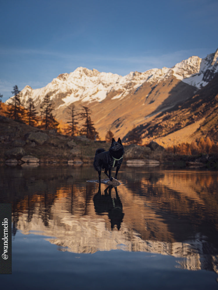 Cloud Lite Dog Harness – Pistachio