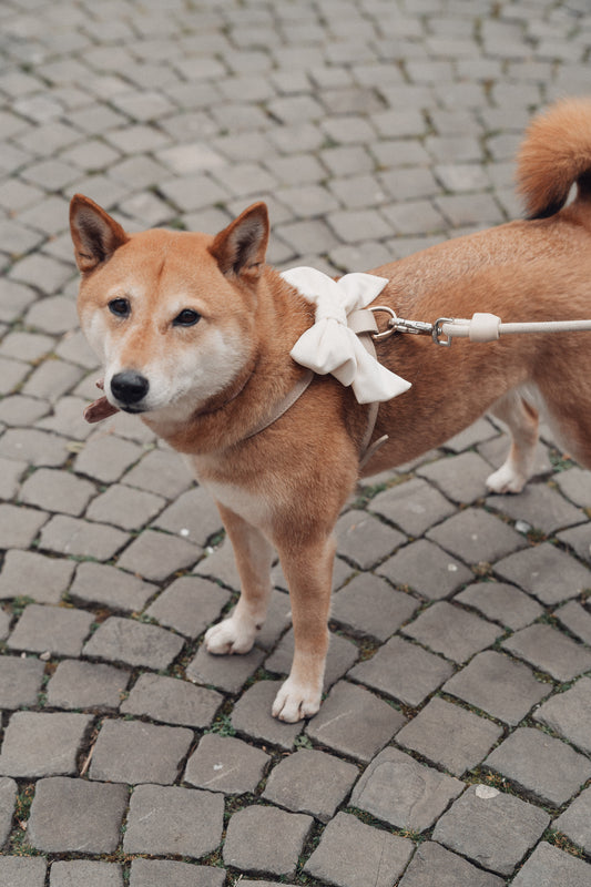 Ivory Velvet Lady Dog Bow