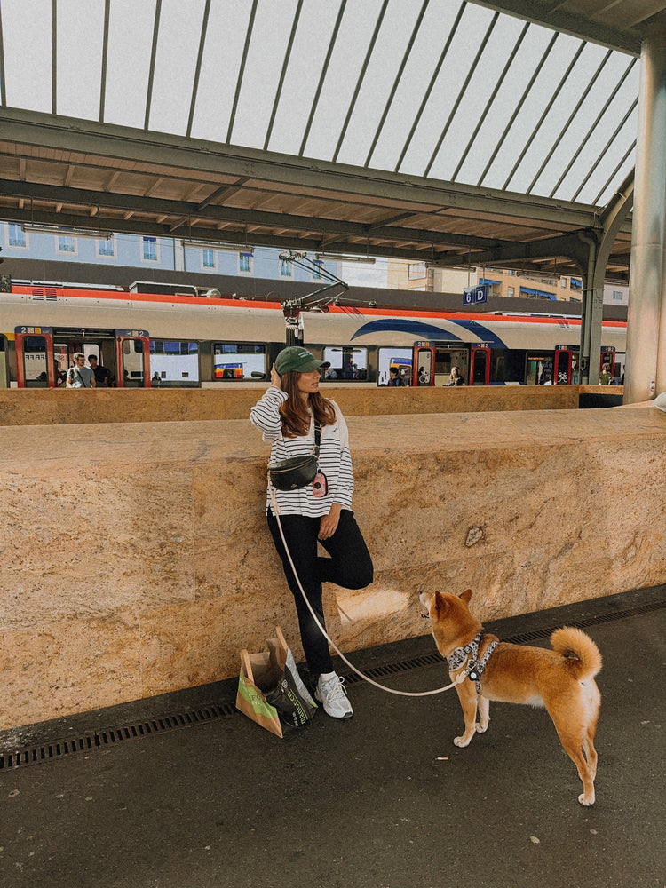 Handfree leash at the train station with dog looking at a women.