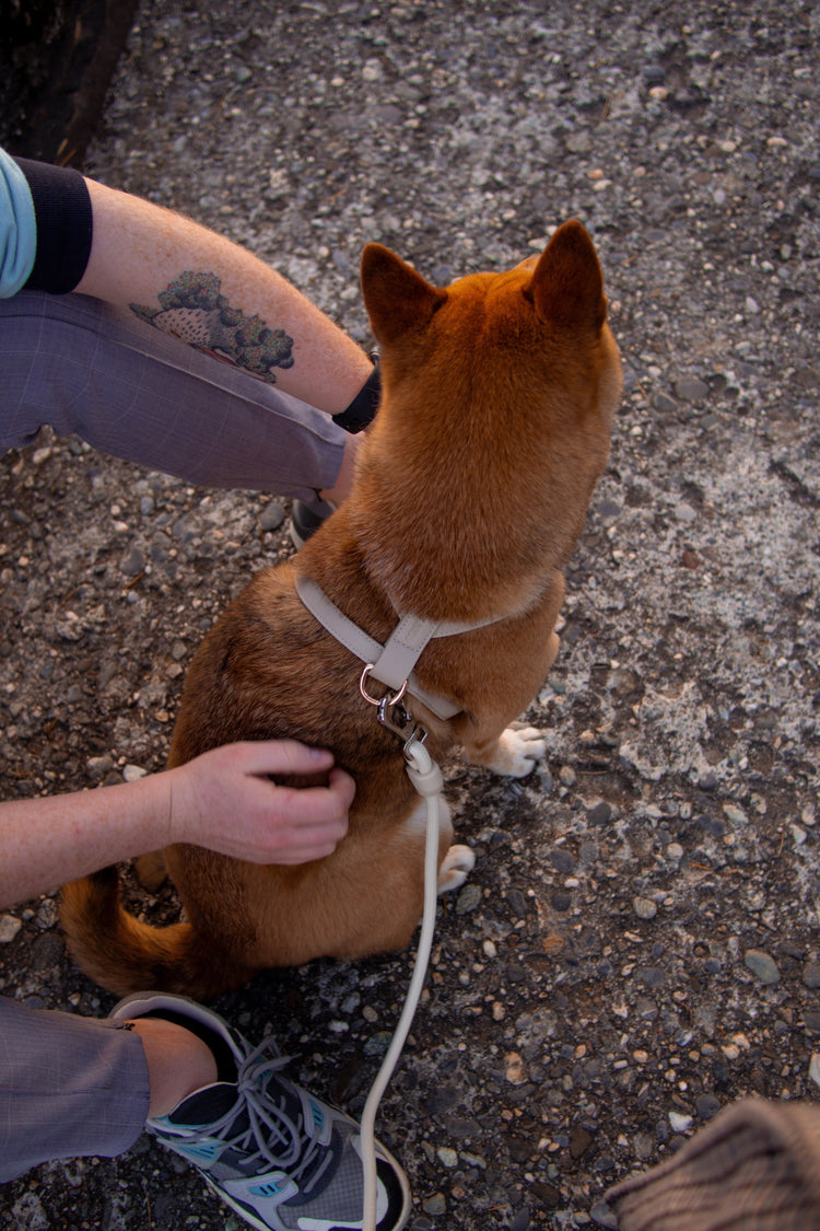 Dog taupe leash and harness on a Shiba Inu and a man with tatoos.