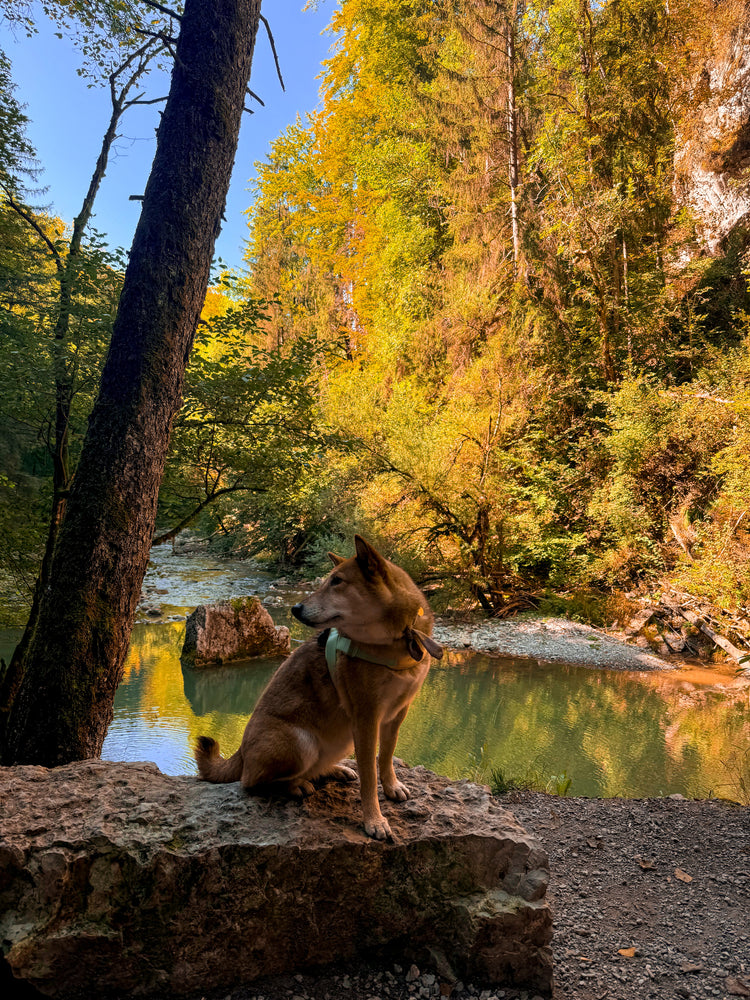 Dog seating on a rock in a forest with a lac looking behind her.