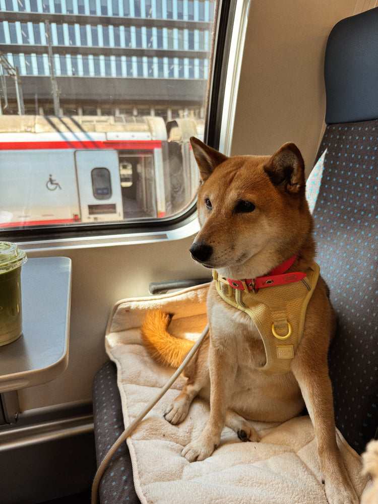 Dog sitting on his By Teddy travel bag in a train seat with a view of another train outside the window.