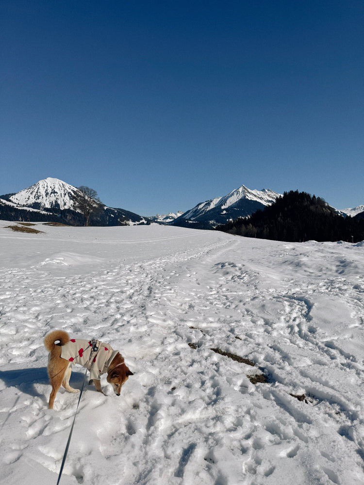 Shiba Inu dog with a hearts pullover at the mountain sniffing the snow