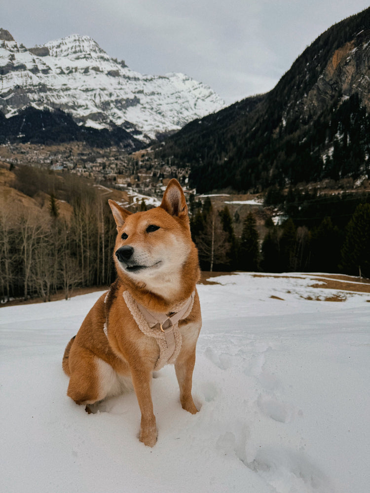 Dog in the snow with a Furlou Sherpa hanress and some mountains behind.