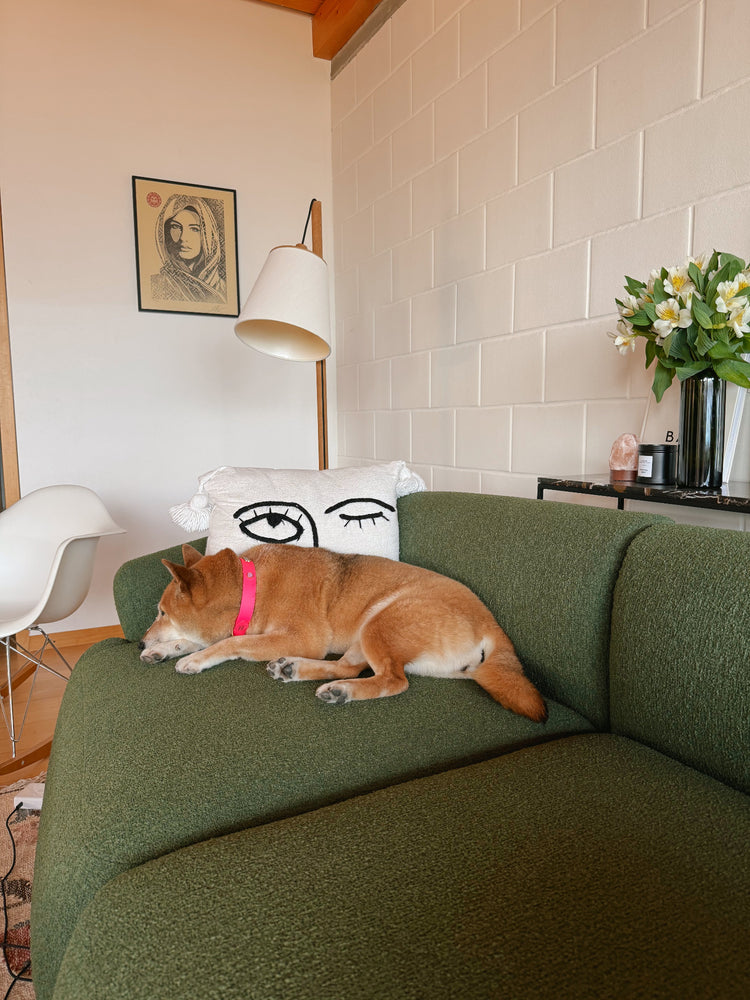 Dog sleeping on a green couch in a living room with a lamp and plant in the background.