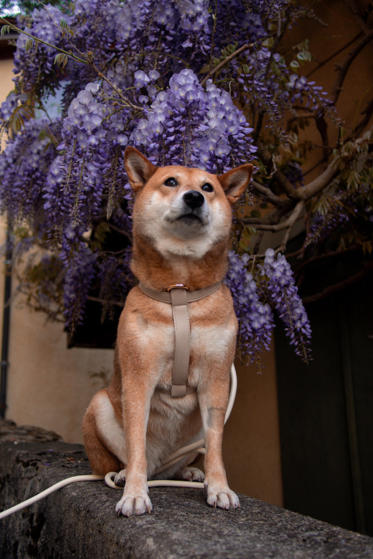 Dog wearing a taupe vegan leather harness with pebbled cream leash. Some purple flower in background