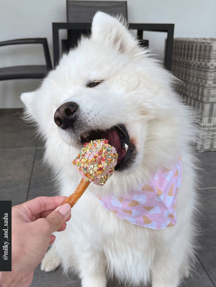 White dog with a colorful ice cream treat held by a person indoors